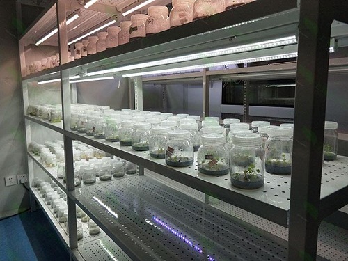 平乡植物组织培养实验室设计建设方案